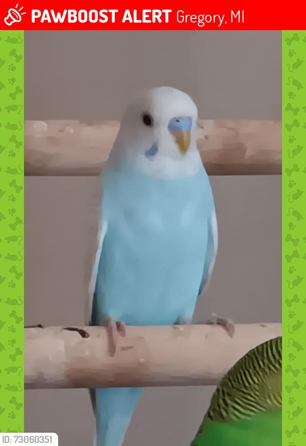 Lost Male Bird last seen Kaiser Rd and Sunset Dr., Gregory, MI 48137