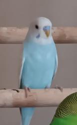 Lost Male Bird last seen Kaiser Rd and Sunset Dr., Gregory, MI 48137