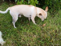 Reunited Male Dog last seen 106th with 122nd Ave se, Renton, WA 98058
