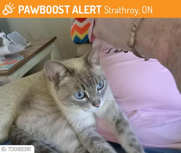 Found/Stray Female Cat last seen DOMINION ST, TRILLIUM, Strathroy, ON 