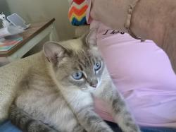 Found/Stray Female Cat last seen DOMINION ST, TRILLIUM, Strathroy, ON 