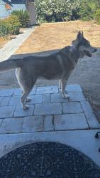 Found/Stray Female Dog last seen Woodworth and 10th, Clovis, CA 93612