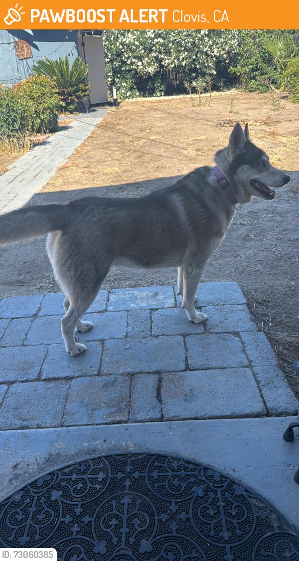 Found/Stray Female Dog last seen Woodworth and 10th, Clovis, CA 93612