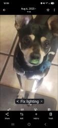 Reunited Male Dog last seen Juan tabo, Albuquerque, NM 87123