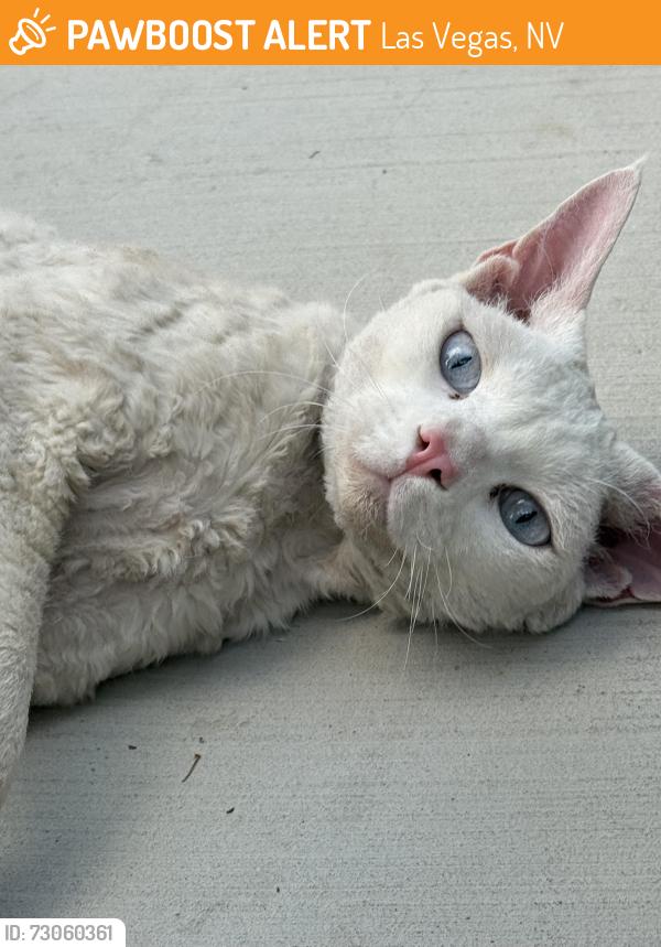 Found/Stray Unknown Cat last seen Westcliff and Buffalo, Las Vegas, NV 89145
