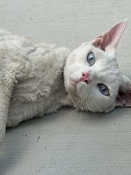 Found/Stray Unknown Cat last seen Westcliff and Buffalo, Las Vegas, NV 89145