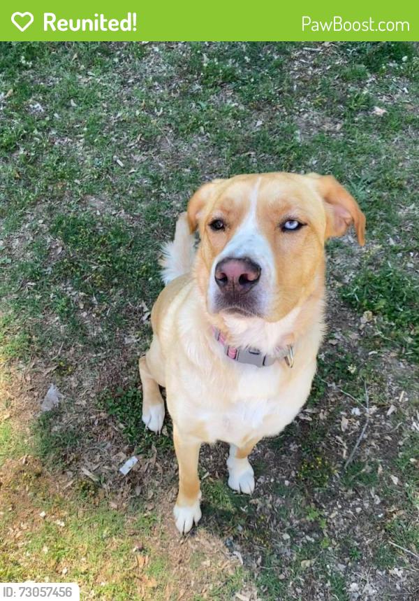 Reunited Female Dog last seen 3rd Ave, Winder, GA 30680