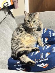 Lost Male Cat last seen Colfax, 26th Ave Near Yarrow St, Lakewood, CO 80214