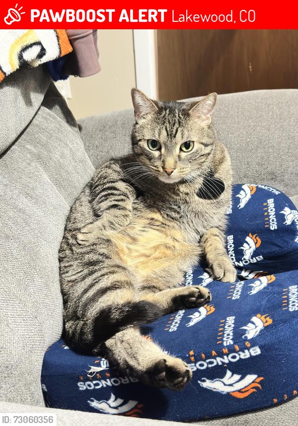 Lost Male Cat last seen Colfax, 26th Ave Near Yarrow St, Lakewood, CO 80214