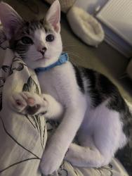 Reunited Male Cat last seen Railway Terrace, Blaina, Wales NP13 3BS