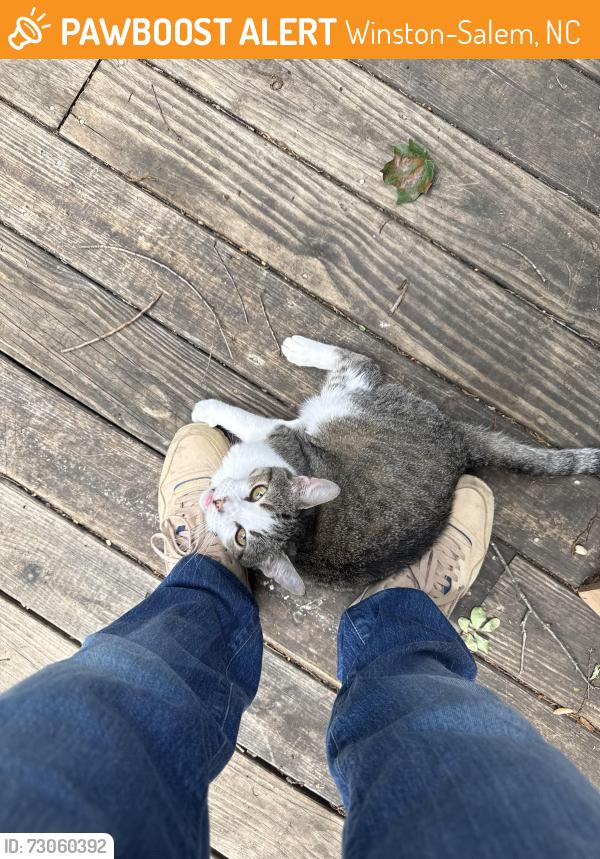 Found/Stray Female Cat last seen Sprague St and Main St, Winston-Salem, NC 27127