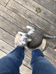 Found/Stray Female Cat last seen Sprague St and Main St, Winston-Salem, NC 27127