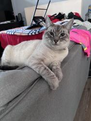 Lost Male Cat last seen Lincoln and Bloomfield, Cypress, CA 90630