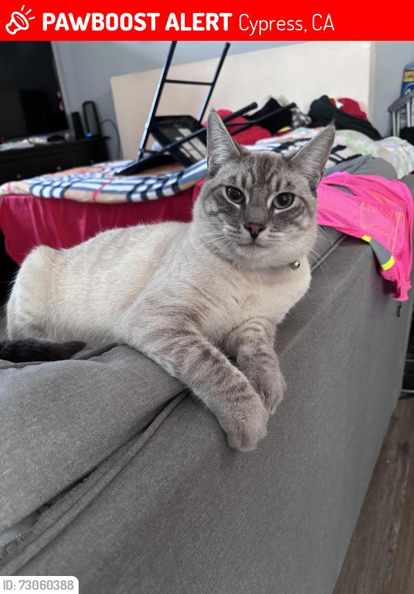 Lost Male Cat last seen Lincoln and Bloomfield, Cypress, CA 90630