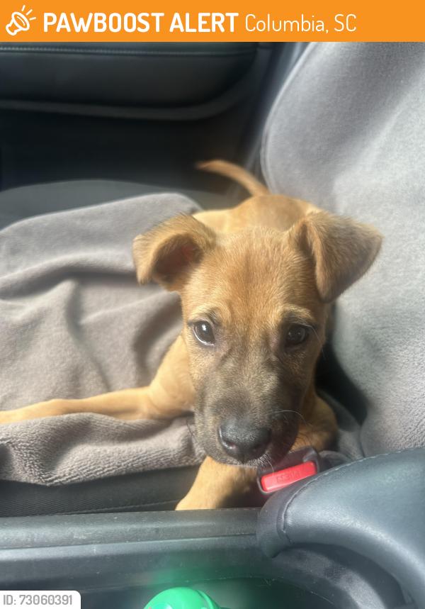 Found/Stray Male Dog last seen Broad River Road, Cclumbia, SC, Columbia, SC 29210