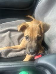 Found/Stray Male Dog last seen Broad River Road, Cclumbia, SC, Columbia, SC 29210