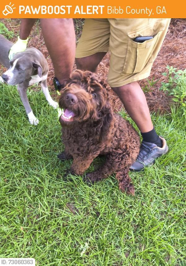 Found/Stray Male Dog last seen Taylor crest & Hartley Bridge Rd , Bibb County, GA 31216