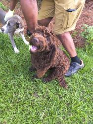 Found/Stray Male Dog last seen Taylor crest & Hartley Bridge Rd , Bibb County, GA 31216