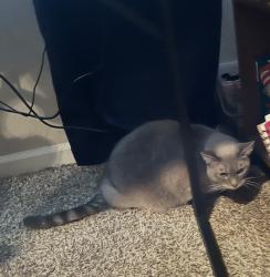 Reunited Unknown Cat last seen Milburn /salinas, Fresno, CA 93722