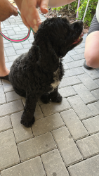 Reunited Male Dog last seen Near Natoma blvd., Mount Dora, Florida. , Mount Dora, FL 32757