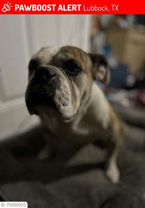 Lost Female Dog last seen Near east 77 street, Lubbock, TX 79404