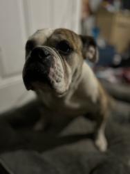 Lost Female Dog last seen Near east 77 street, Lubbock, TX 79404