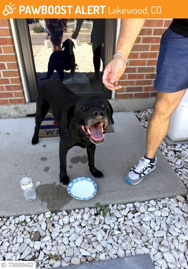Found/Stray Female Dog last seen Garrison and walden, Lakewood, CO 80226