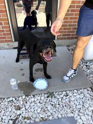 Found/Stray Female Dog last seen Garrison and walden, Lakewood, CO 80226