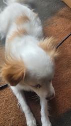 Found/Stray Female Dog last seen North lane, Orlando, FL 32808
