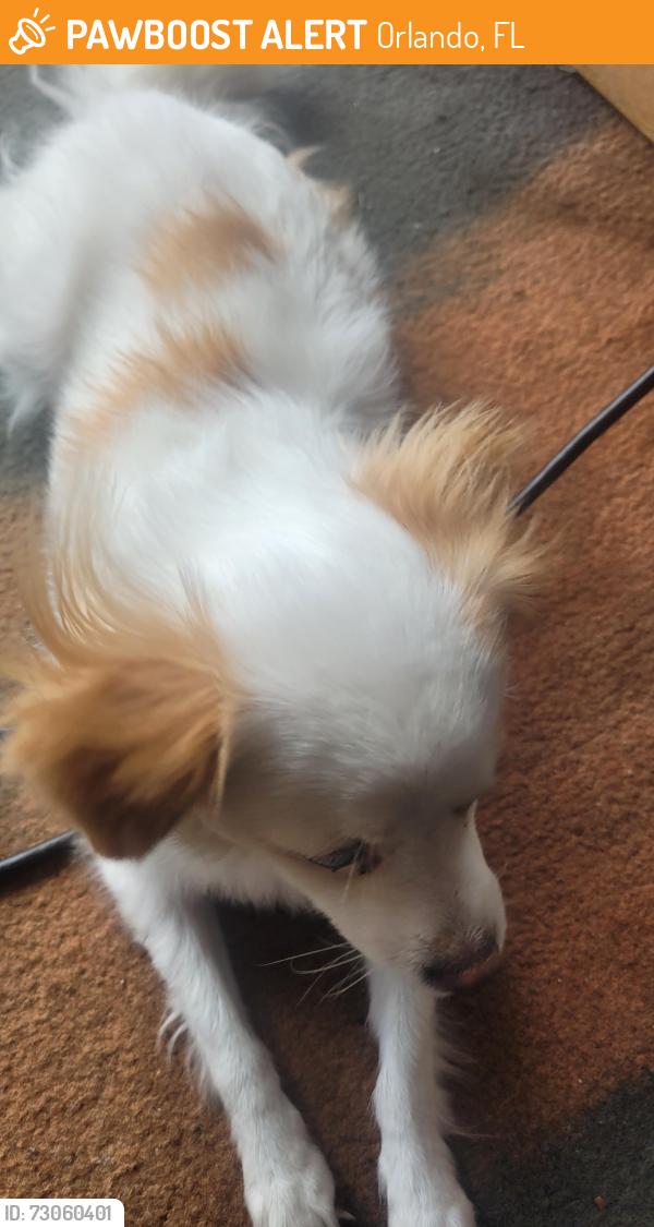 Found/Stray Female Dog last seen North lane, Orlando, FL 32808
