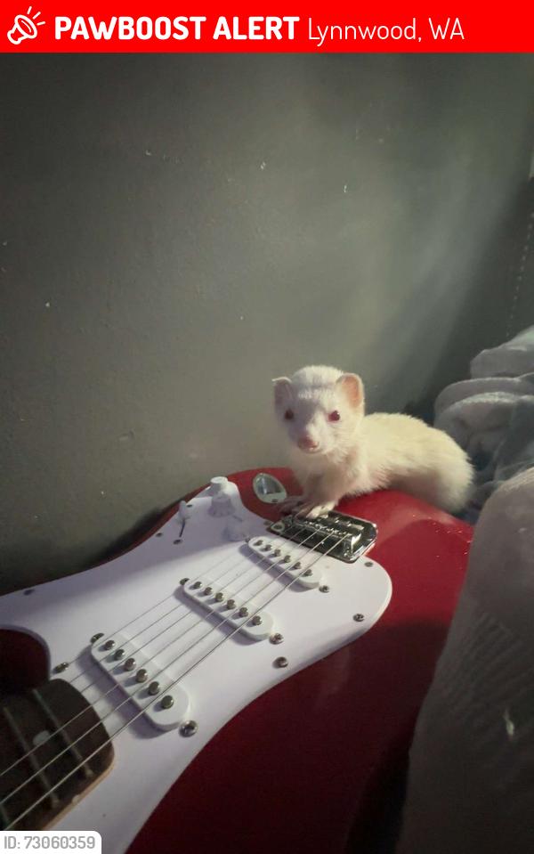 Lost Female Ferret last seen Ash Way Park and Ride, Lynnwood, WA 98087