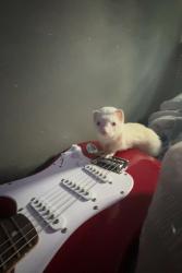Lost Female Ferret last seen Ash Way Park and Ride, Lynnwood, WA 98087