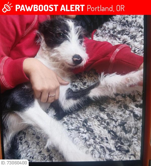 Lost Male Dog last seen Nw 18th and quimby, Portland, OR 97209