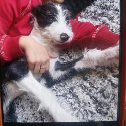 Lost Male Dog last seen Nw 18th and quimby, Portland, OR 97209