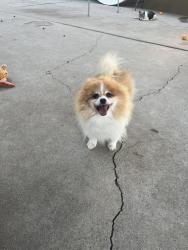 Lost Male Dog last seen Petit Ave and Plummer St, Los Angeles, CA 91343