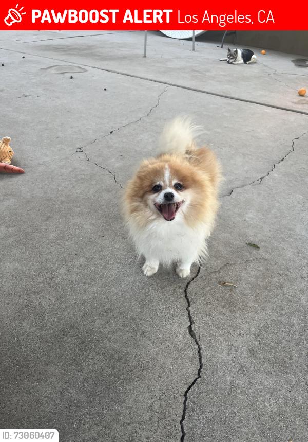 Lost Male Dog last seen Petit Ave and Plummer St, Los Angeles, CA 91343