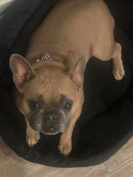 Lost Female Dog last seen Compton airport, Compton, CA 90220