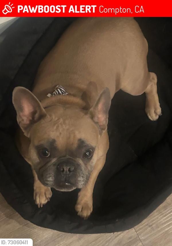Lost Female Dog last seen Compton airport, Compton, CA 90220