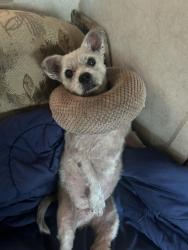 Reunited Female Dog last seen Bolton and Nava , Hudson, FL 34667