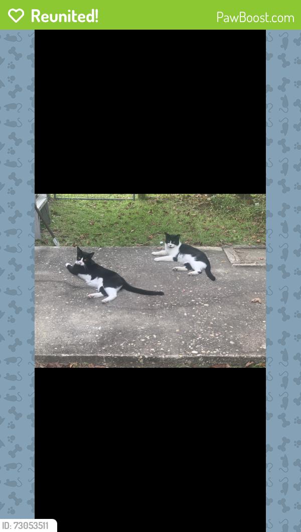 Reunited Male Cat last seen oakmont, Fayetteville, NC 28311