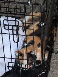 Found/Stray Female Cat last seen Gridley and 183rd, Artesia, CA 90701