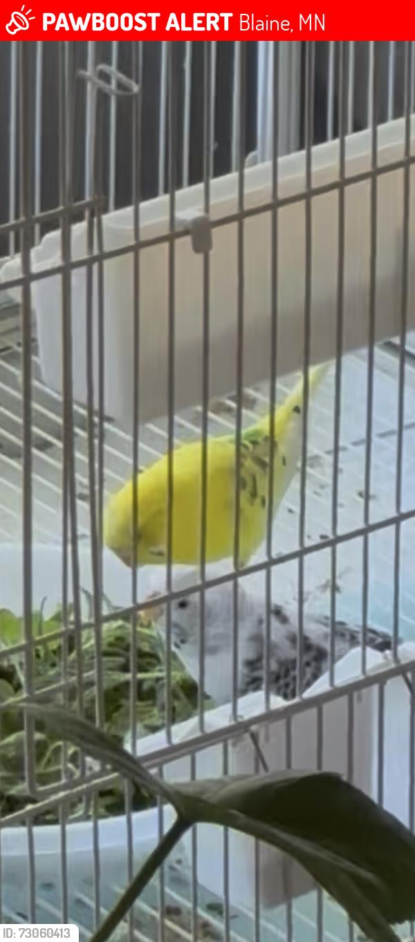 Lost Female Bird last seen Naples and 90th Lane/ about 1/4 mile from here., Blaine, MN 55449