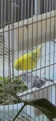 Lost Female Bird last seen Naples and 90th Lane/ about 1/4 mile from here., Blaine, MN 55449
