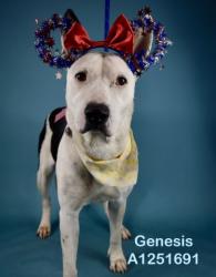 Shelter Stray Female Dog last seen Near BLOCK MONTEREY ST, BAKERSFIELD CA 93306, 3951 Fruitvale Ave, Bakersfield, CA 93308, USA