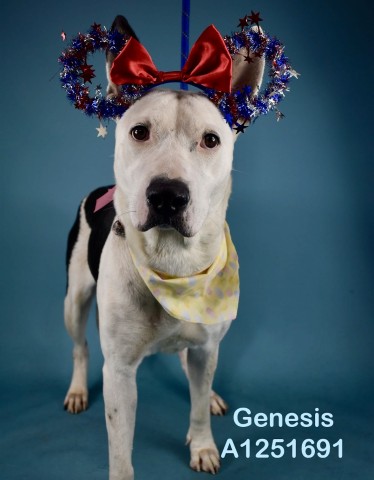 Shelter Stray Female Dog last seen Near BLOCK MONTEREY ST, BAKERSFIELD CA 93306, 3951 Fruitvale Ave, Bakersfield, CA 93308, USA