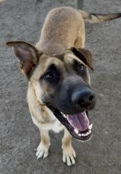 Shelter Stray Male Dog last seen Near BLOCK DENISE AVE, BAKERSFIELD CA 93308, 3951 Fruitvale Ave, Bakersfield, CA 93308, USA