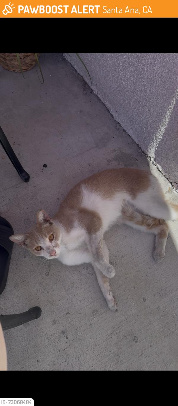 Found/Stray Female Cat last seen Washington and N Sycamore St, Santa Ana, CA 92701
