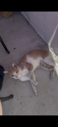 Found/Stray Female Cat last seen Washington and N Sycamore St, Santa Ana, CA 92701