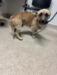 Shelter Stray Male Dog last seen Near BLOCK L, 3951 Fruitvale Ave, Bakersfield, CA 93308, USA