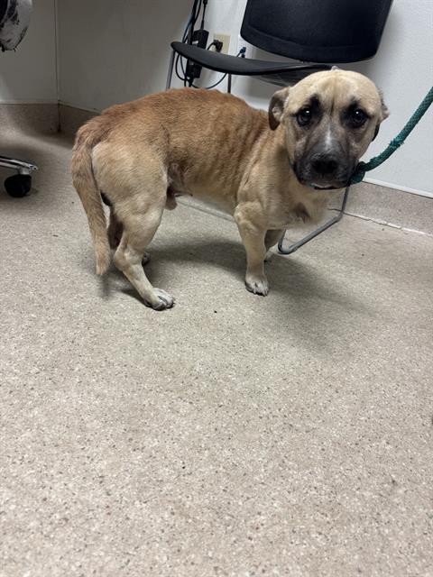 Shelter Stray Male Dog last seen Near BLOCK L, 3951 Fruitvale Ave, Bakersfield, CA 93308, USA